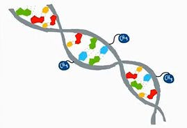 Chromatin Regulation